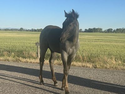 Draft cross filly