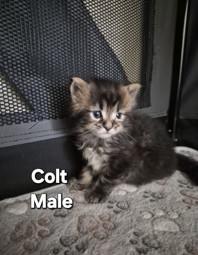 Brown Tabby Male Maine Coon Kitten