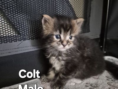 Brown Tabby Male Maine Coon Kitten