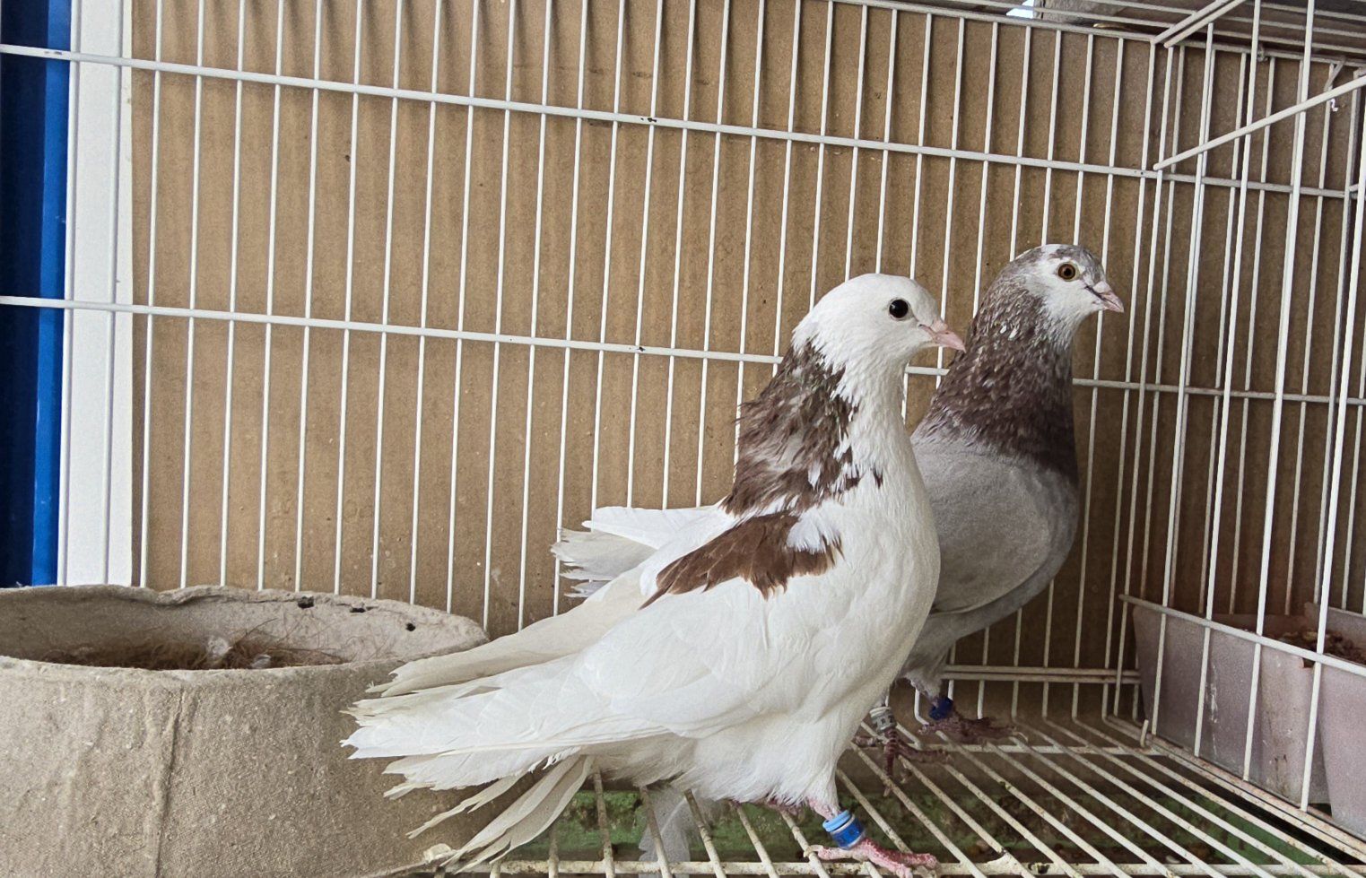 Free Pigeons