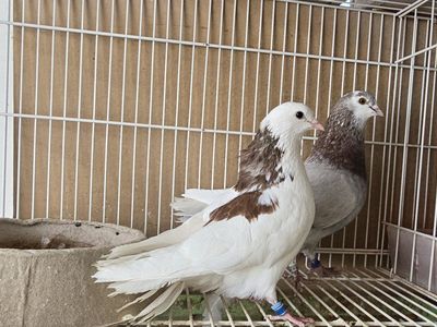 Free Pigeons