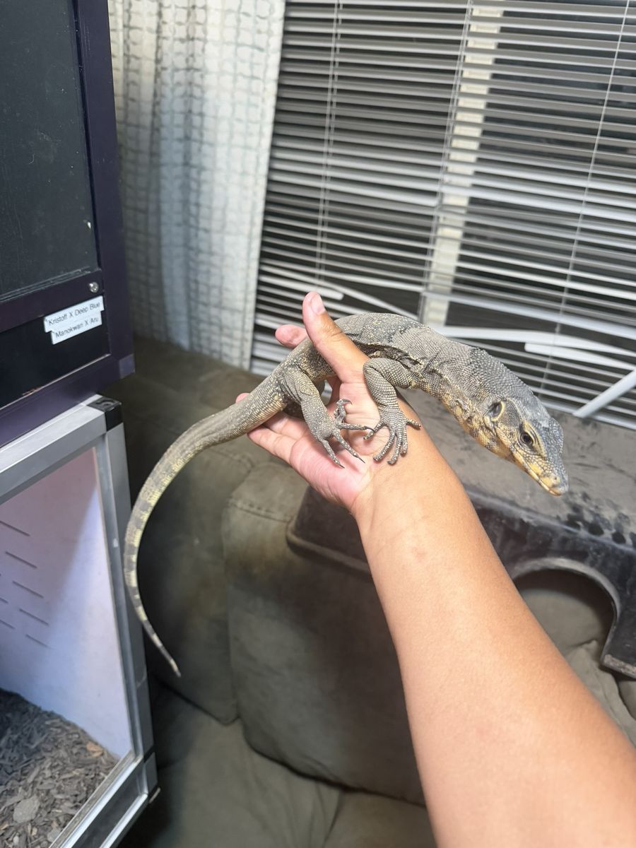 Asian Water Monitor (Het Black Dragon)
