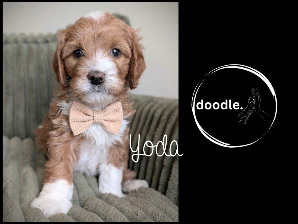 Cavapoo Puppy Darlings-DNA Health (Cavalier King)