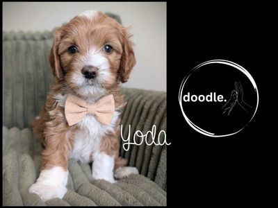 Cavapoo Puppy Darlings-DNA Health (Cavalier King)