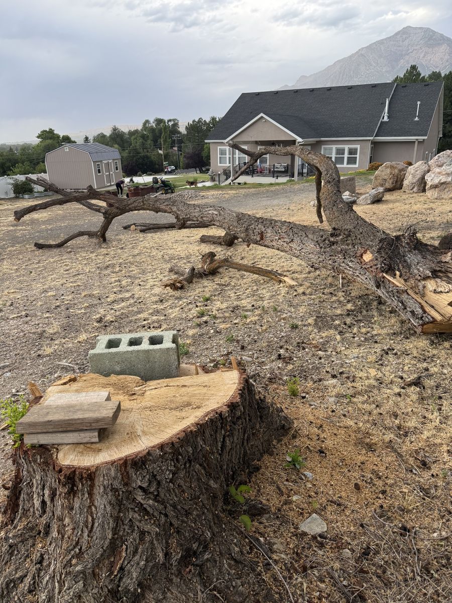 FireWood
