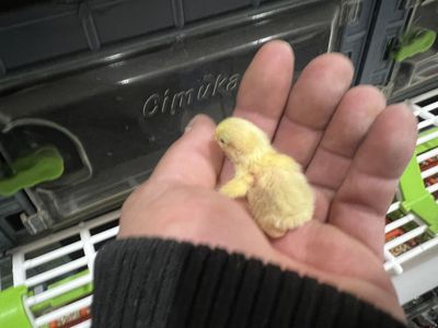 Button Quail