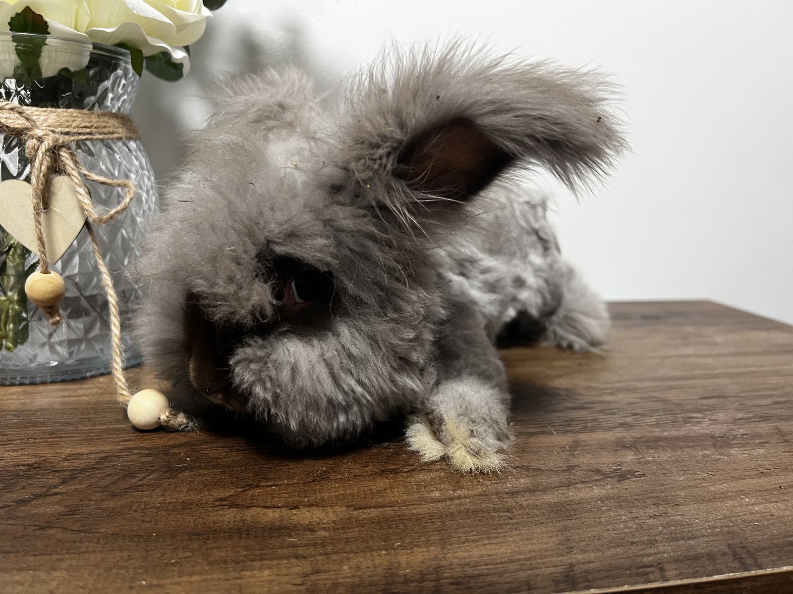 Pedigreed English Angora babies