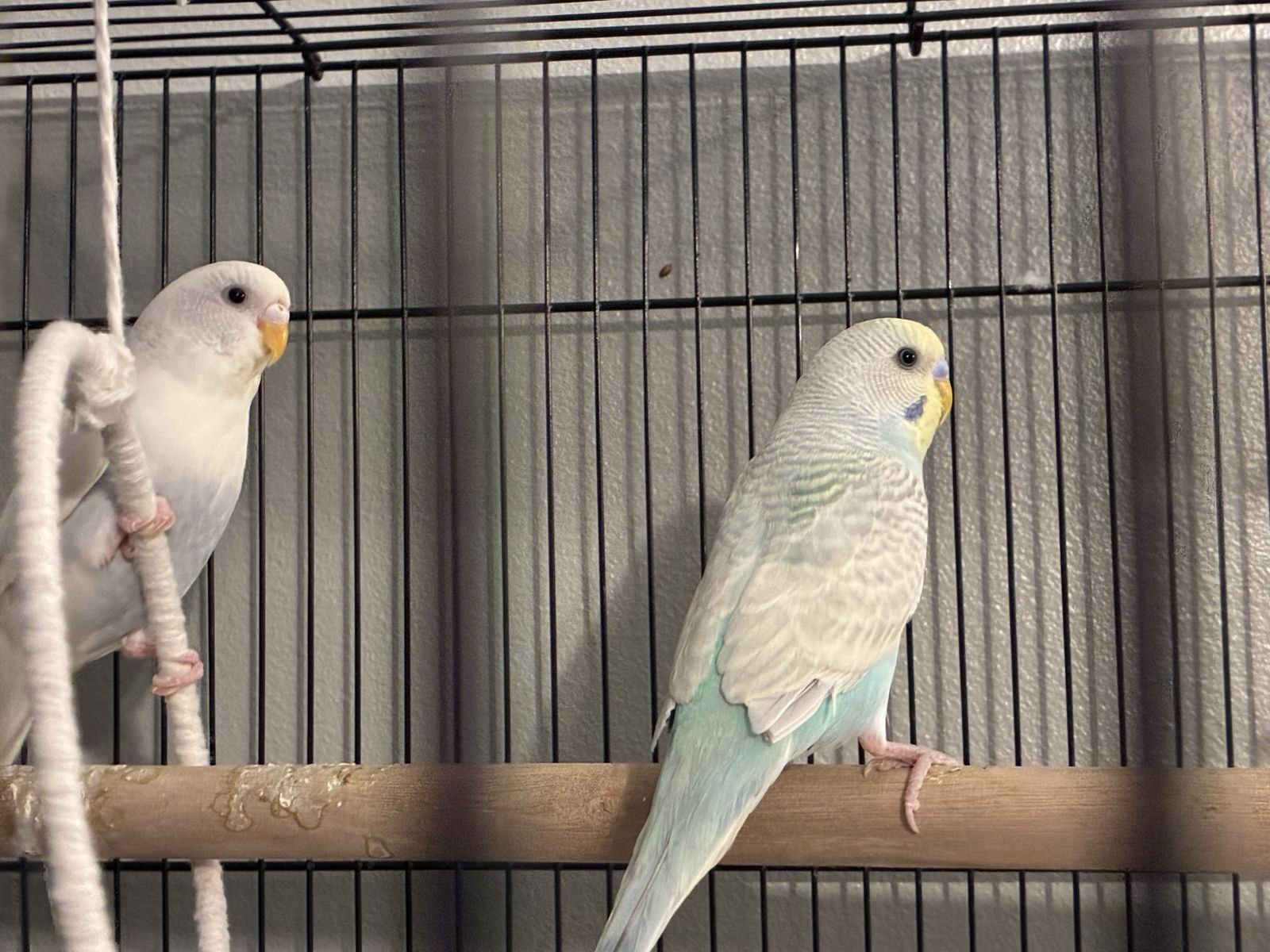 2 Budgie parakeets