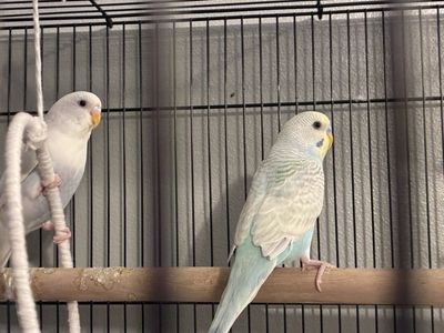 2 Budgie parakeets