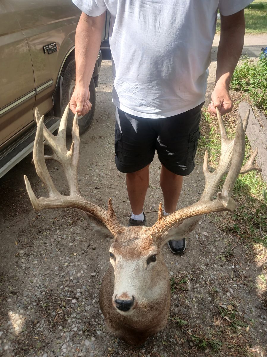 GIANT 225 MULEDEER MOUNT