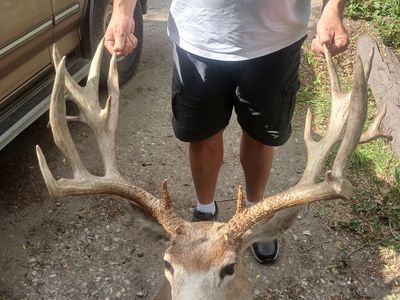 GIANT 225 MULEDEER MOUNT