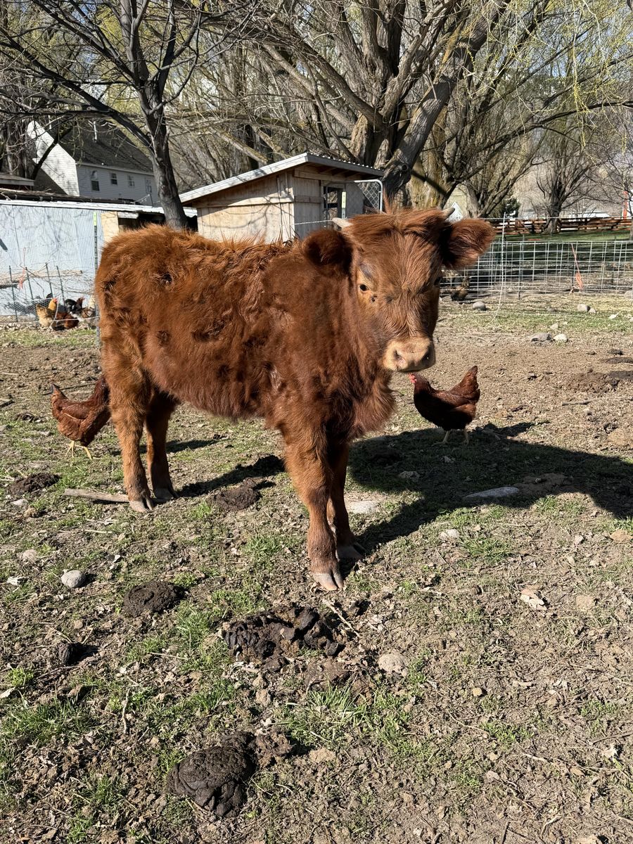 Highland/Jersey Heifer Calf