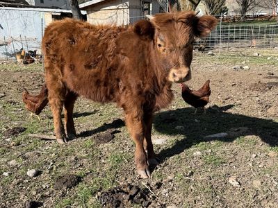 Highland/Jersey Heifer Calf