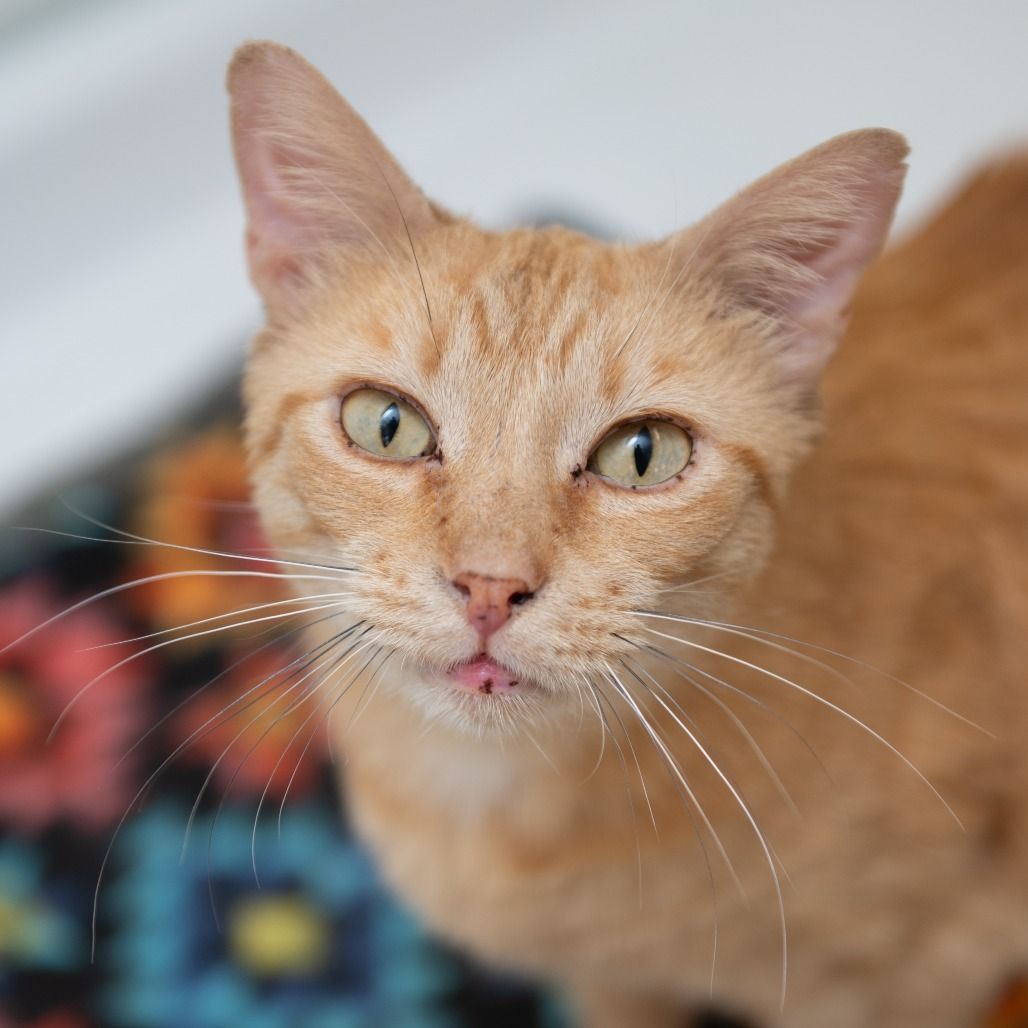 Hello my name is Mogli