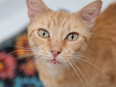 Hello my name is Mogli