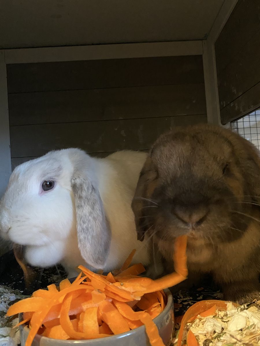 Mated Bunnies