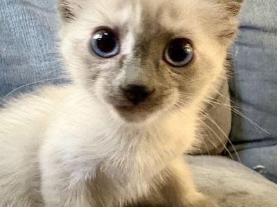 Adorable Blue Siamese/Lynx Point Mix Kitten - Blue Eyes, Cream/Gray Fur - Ready for Forever Home!