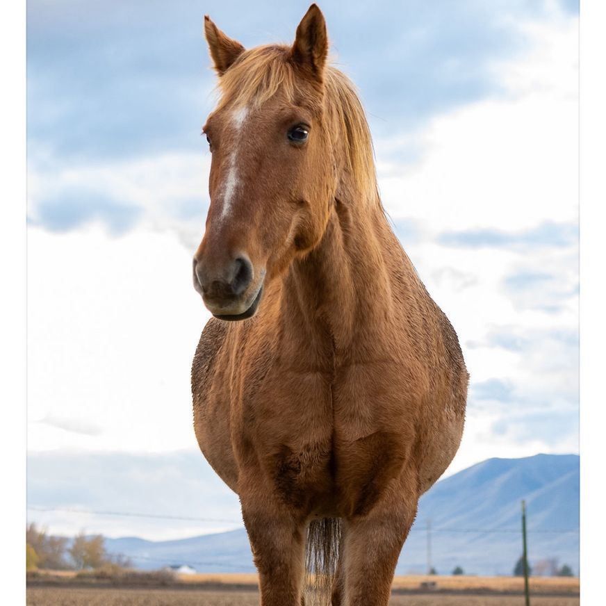 Gelding Quarter Horse