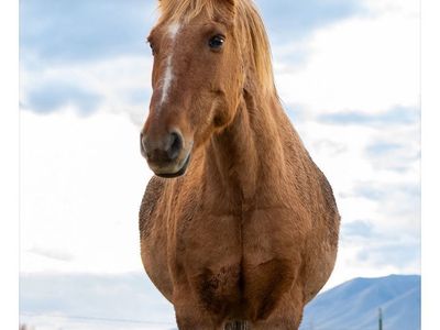 Gelding Quarter Horse