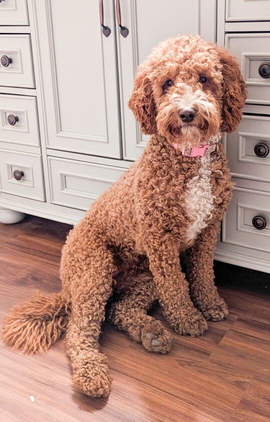 Golden airedoodle puppies