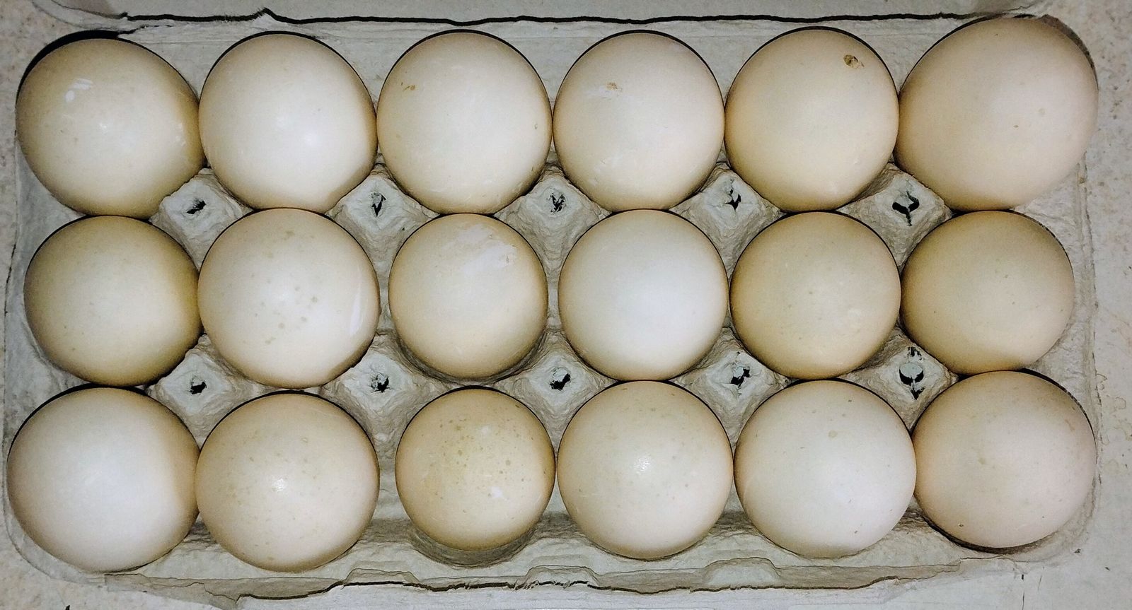 Duck Eggs