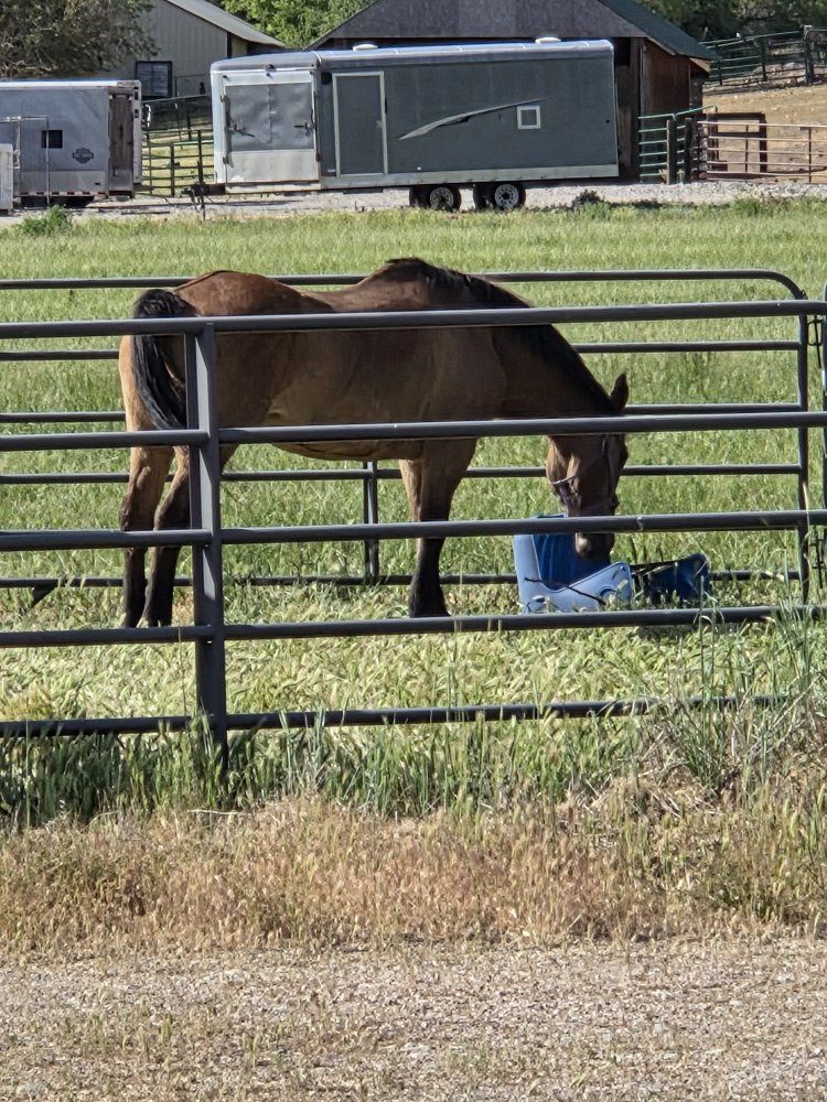iso of a decent horse