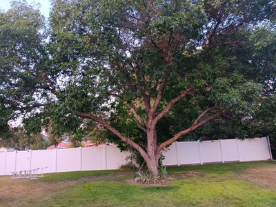 Earthly's Tree Care | Tree Trimming | Arborist | Tree Health