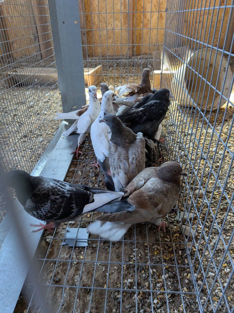 pigeons