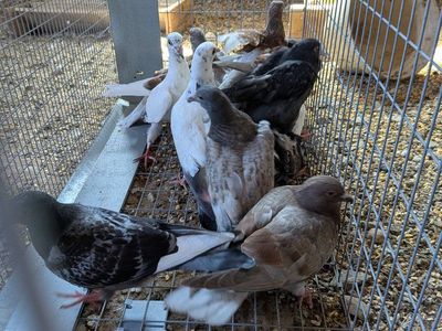 pigeons