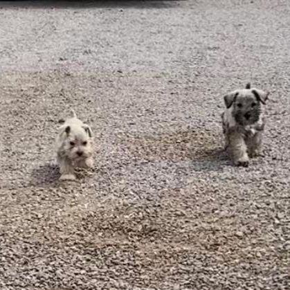 Purebred Mini Schnauzer Puppies