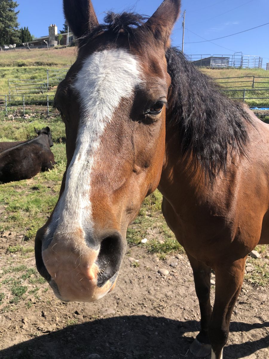 Arabian Mare