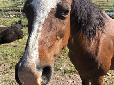 Arabian Mare