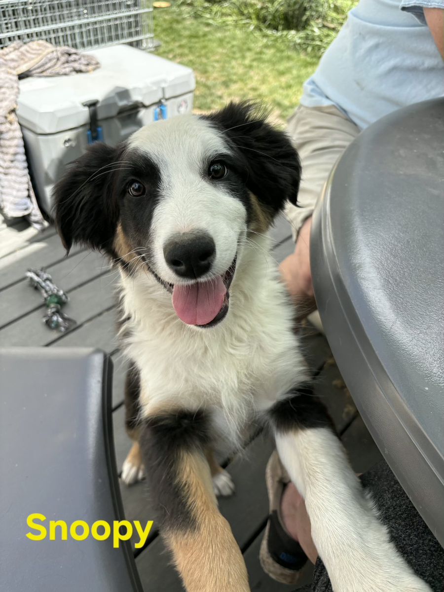 Australian Shepherd / Aussie Puppy