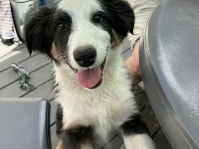 Australian Shepherd / Aussie Puppy