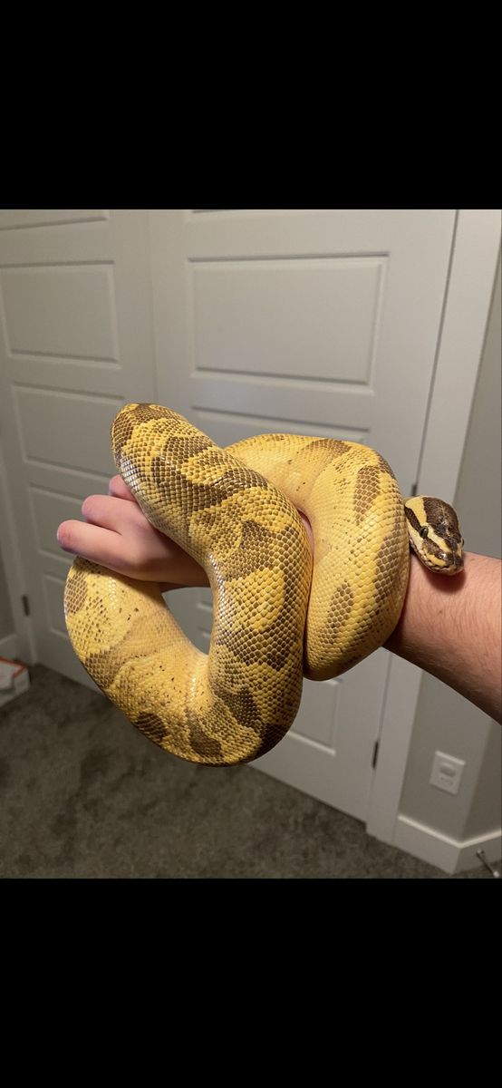Super Enchi Fire Ball Python with Terrarium Setup