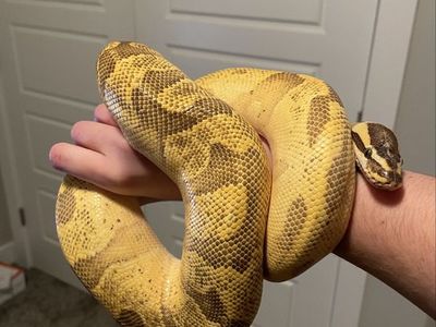 Super Enchi Fire Ball Python with Terrarium Setup