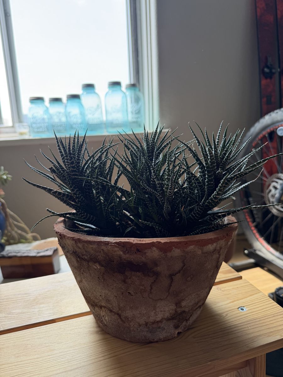 Houseplant-Haworthia