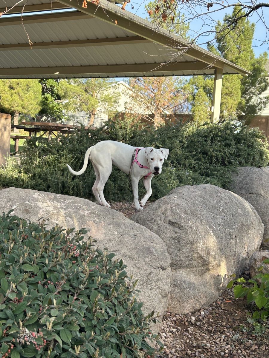 Dogo Argentino