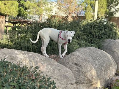 Dogo Argentino