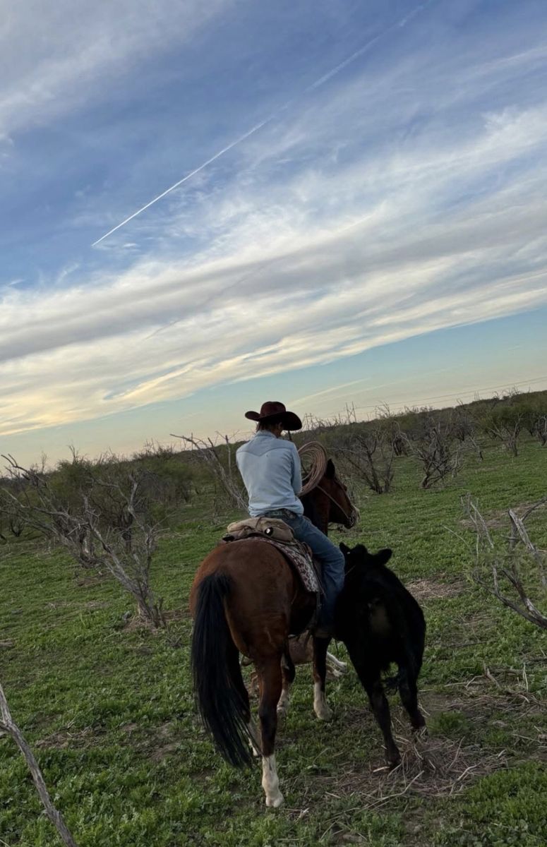 Colt starting / tune ups