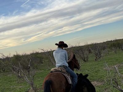 Colt starting / tune ups