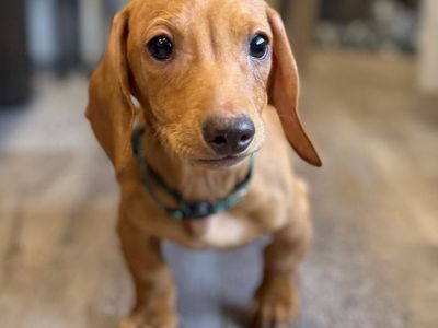 12 Week Old Tweenie Dachshund BOY