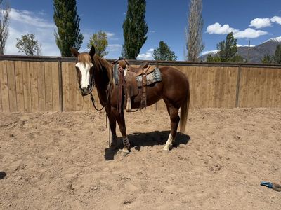 3yr Old Rope Horse