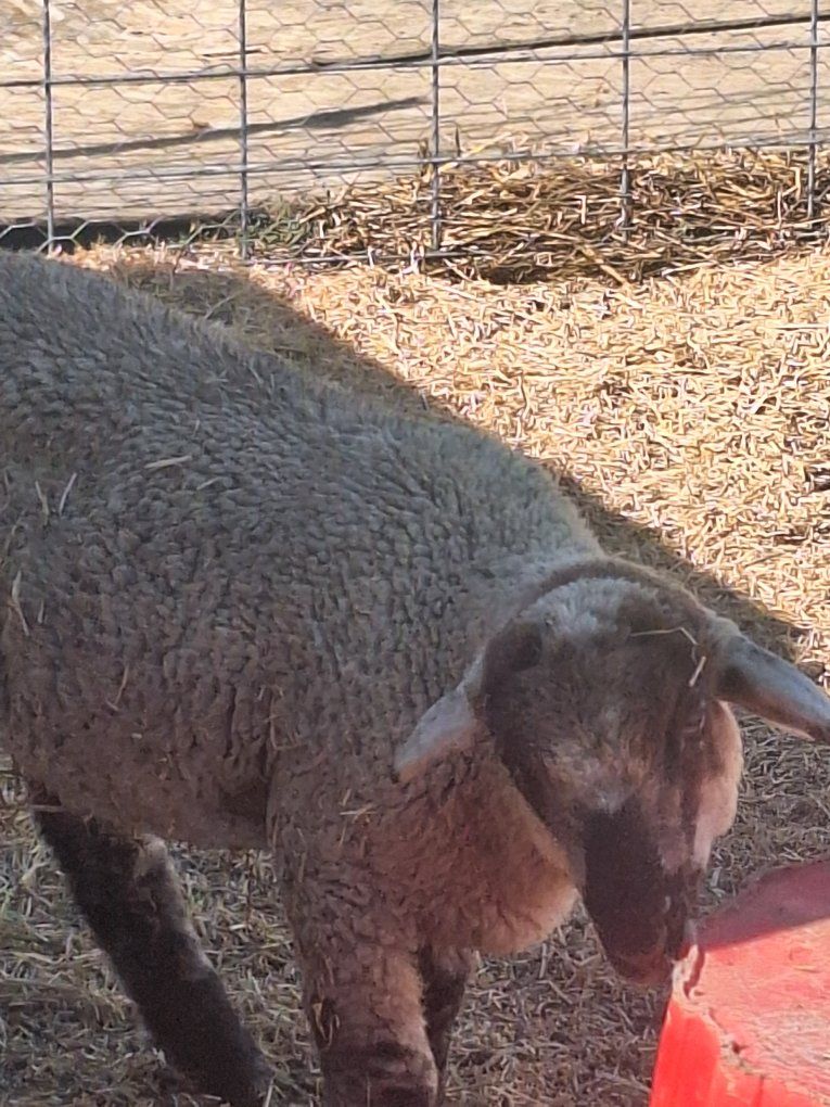 Young Sheep/Lamb - Livestock for Sale