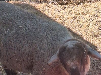 Young Sheep/Lamb - Livestock for Sale