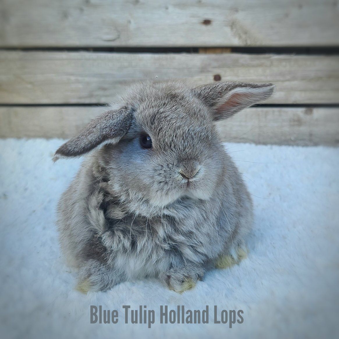 Chocolate Chinchilla Holland Lop Boy