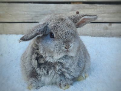 Chocolate Chinchilla Holland Lop Boy