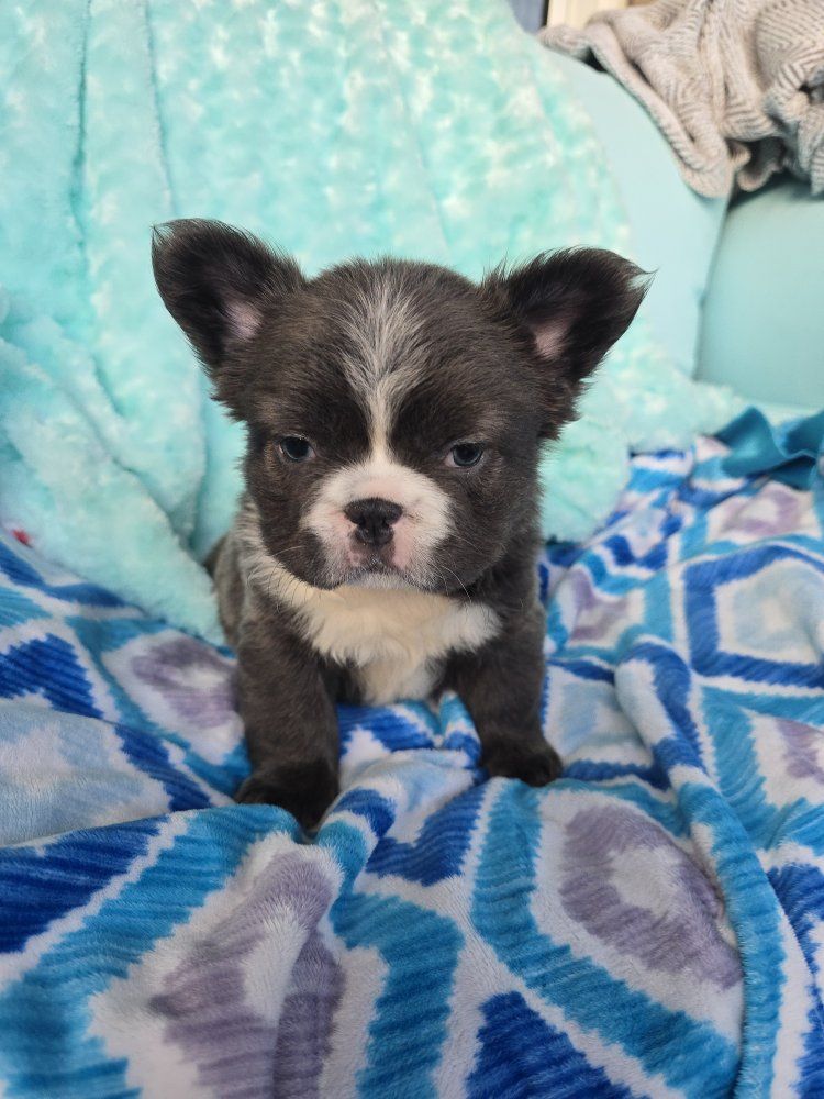 AKC Fluffy French Bulldog