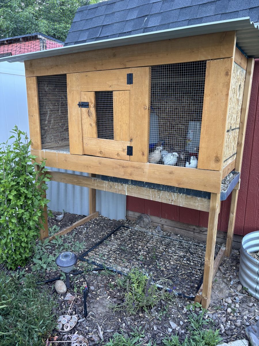 Laying quail & Coop