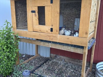Laying quail & Coop